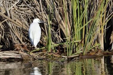 Park göletinde beyaz balıkçıl (Ardea alba)