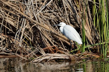 Park göletinde beyaz balıkçıl (Ardea alba)