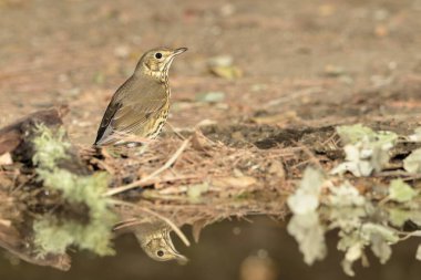 Akdeniz ormanlarında ardıç kuşu şarkısı (Turdus philomelos)