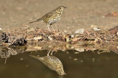Akdeniz ormanlarında ardıç kuşu şarkısı (Turdus philomelos)