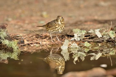 Akdeniz ormanlarında ardıç kuşu şarkısı (Turdus philomelos)