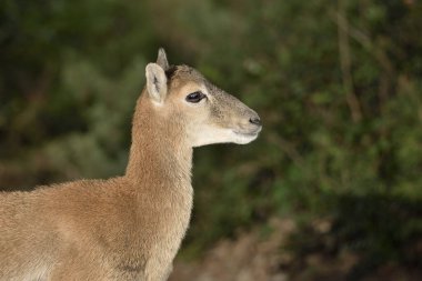 Yaygın mouflon (Ovis orientalis musimon))