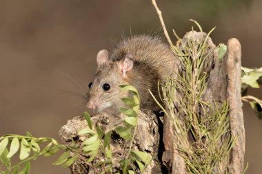 Ormandaki tarla faresi ya da siyah fare (Rattus rattus))