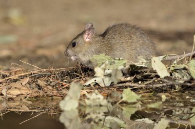 Ormandaki tarla faresi ya da siyah fare (Rattus rattus))