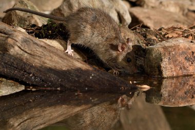 Ormandaki tarla faresi ya da siyah fare (Rattus rattus))