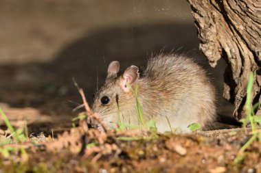 Ormandaki tarla faresi ya da siyah fare (Rattus rattus))