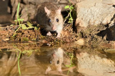 Ormandaki tarla faresi ya da siyah fare (Rattus rattus))