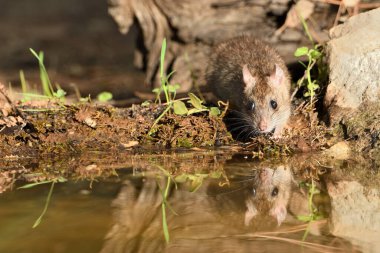 Ormandaki tarla faresi ya da siyah fare (Rattus rattus))