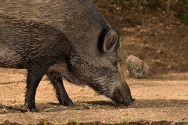 Ormanda yaban domuzu (Sus scrofa)