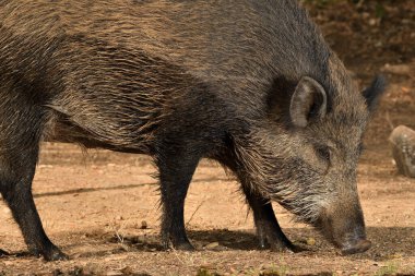 Ormanda yaban domuzu (Sus scrofa)