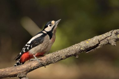 Büyük Benekli Ağaçkakan bir dala tünedi (Dendrocopos major)