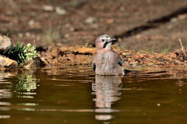 Avrasya kuşunun gölette yıkanması (Garrulus glandarius)