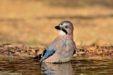 Avrasya kuşunun gölette yıkanması (Garrulus glandarius)