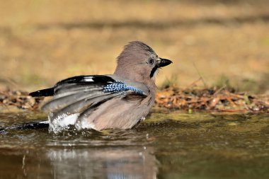 Avrasya kuşunun gölette yıkanması (Garrulus glandarius)