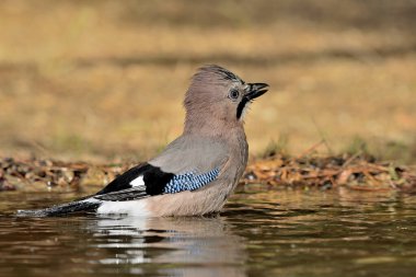 Avrasya kuşunun gölette yıkanması (Garrulus glandarius)