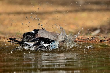Avrasya kuşunun gölette yıkanması (Garrulus glandarius)