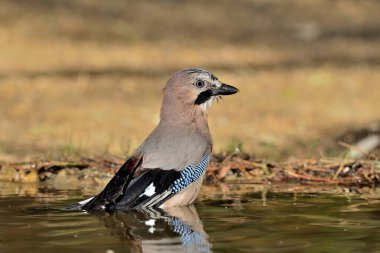 Avrasya kuşunun gölette yıkanması (Garrulus glandarius)