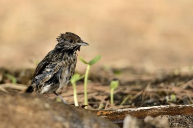 Park gölünde siyah başlıklı banyo (Sylvia atricapilla)