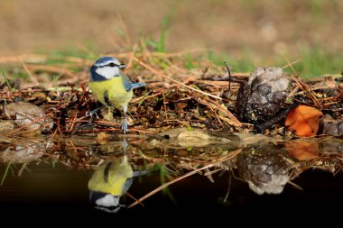Blue tit reflected in the pond water (Cyanistes caeruleus)
