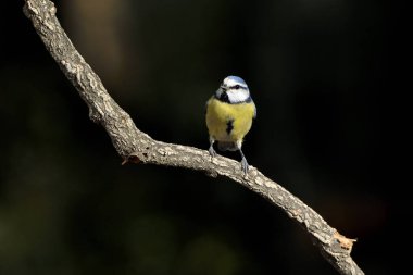 Blue tit perched on a branch (Cyanistes caeruleus)