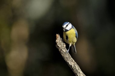 Blue tit perched on a branch (Cyanistes caeruleus)