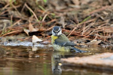 Blue tit bathing in the pond (Cyanistes caeruleus)