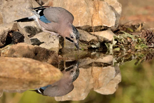 Avrasyalı Jay gölette içiyor (Garrulus glandarius)