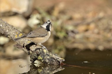 Capuchin tit perched on a log (Lophophanes cristatus)