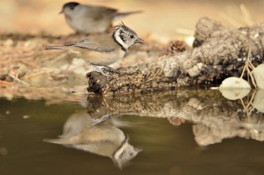 Capuchin tit drinking and reflected in the pond (Lophophanes cristatus)