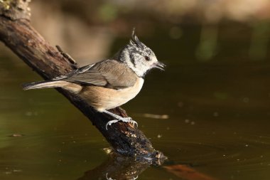 Capuchin tit perched on a log (Lophophanes cristatus)