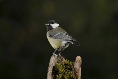 Great tit on a log (Parus major)