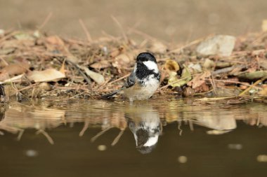 Great tit in forest pond (Parus major)