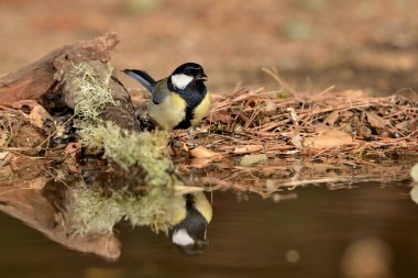 Great tit in forest pond (Parus major)