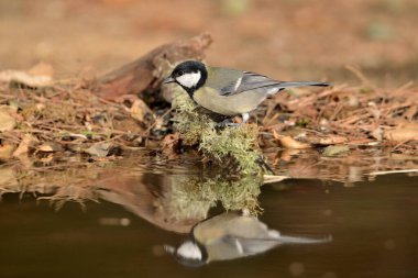 Great tit in forest pond (Parus major)