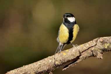Great tit perched on a branch (Parus major)