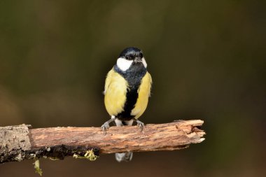 Great tit perched on a branch (Parus major)