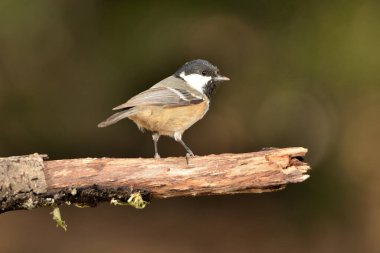 Great tit perched on a branch (Parus major)