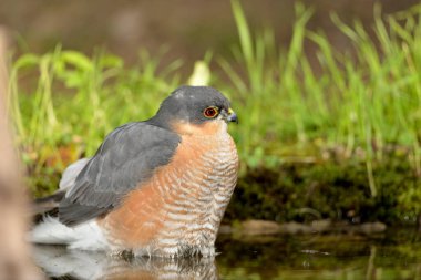 Ormanda Atmaca (Accipiter nisus)