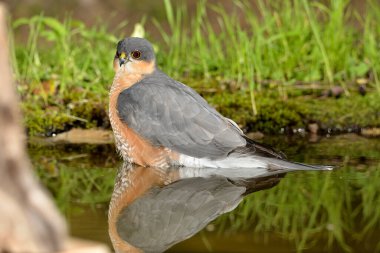 Ormanda Atmaca (Accipiter nisus)