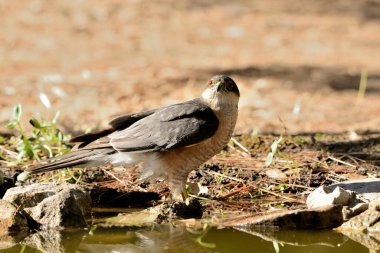 Ormanda Atmaca (Accipiter nisus)