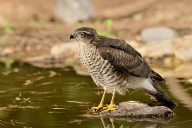 Ormanda Atmaca (Accipiter nisus)