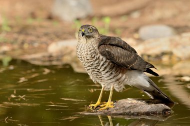 Ormanda Atmaca (Accipiter nisus)