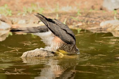 Ormanda Atmaca (Accipiter nisus)