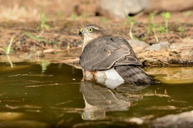 Ormanda Atmaca (Accipiter nisus)