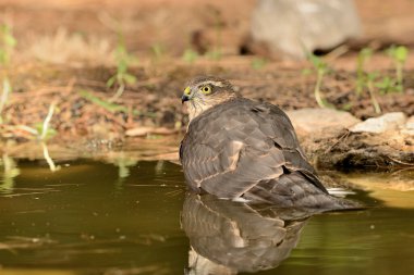 Ormanda Atmaca (Accipiter nisus)