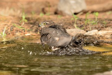 Ormanda Atmaca (Accipiter nisus)
