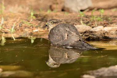 Ormanda Atmaca (Accipiter nisus)