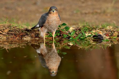 Ormanda Atmaca (Accipiter nisus)