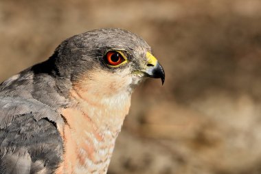 Ormandaki Atmaca portresi (Accipiter nisus)