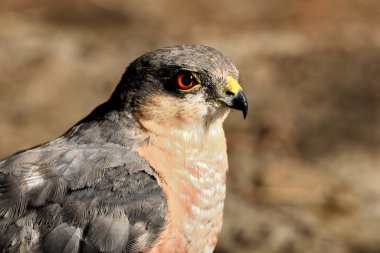 Ormandaki Atmaca portresi (Accipiter nisus)